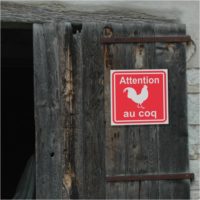 Sticker ou panneau attention au coq