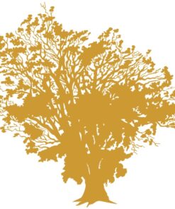 Sticker d'un chêne vert centenaire