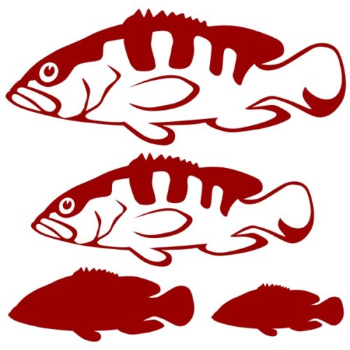 Stickers du Mérou Oriflamme pour la décoration murale